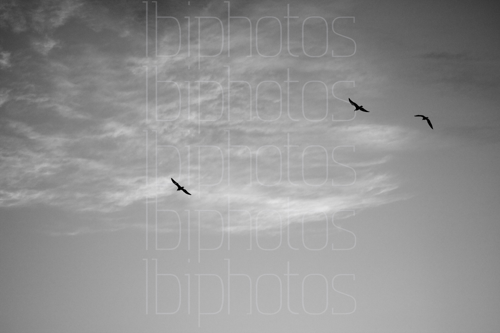Three Bird Flight (BW)