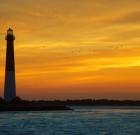 Lighthouse Gulls